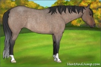 Horse Color:Brown Roan Dun Rabicano Brindle