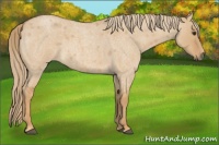 Horse Color:Red Dun Roan 