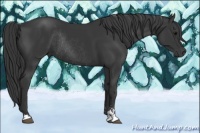 Horse Color:Black Sabino Rabicano 