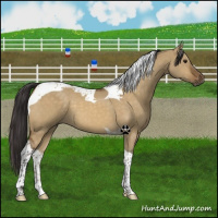 Horse Color:Buckskin Dun Tobiano 