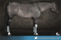 Horse Color:Gray Platinum Brown Dun Tobiano 
