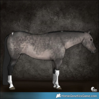 Horse Color:Gray Platinum Brown Dun Tobiano 