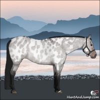 Horse Color:Gray Platinum Buckskin Roan Dun Appaloosa 