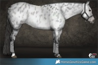 Horse Color:Gray Platinum Buckskin Roan Dun Appaloosa 