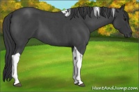 Horse Color:Blue Roan Tobiano 