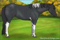 Horse Color:Blue Roan Tobiano 