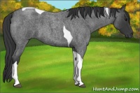 Horse Color:Blue Roan Tobiano