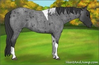 Horse Color:Blue Roan Tobiano