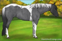 Horse Color:Blue Roan Tobiano 