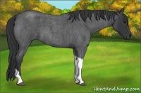Horse Color:Blue Roan Tobiano