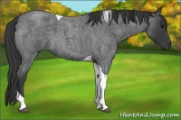Horse Color:Blue Roan Tobiano