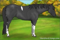 Horse Color:Blue Roan Tobiano