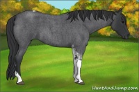 Horse Color:Blue Roan Tobiano