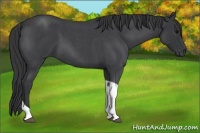 Horse Color:Blue Roan Tobiano 