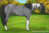 Horse Color:Blue Roan Tobiano