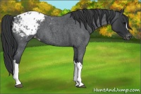 Horse Color:Blue Roan Appaloosa 
