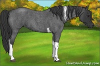 Horse Color:Blue Roan Tobiano