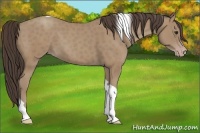 Horse Color:Classic Champagne Tobiano 