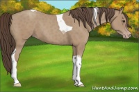 Horse Color:Classic Champagne Tobiano 
