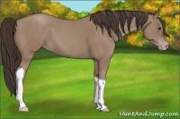Horse Color:Classic Champagne Tobiano 