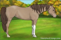 Horse Color:Classic Champagne Tobiano