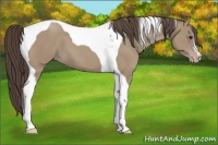 Horse Color:Classic Champagne Tobiano 