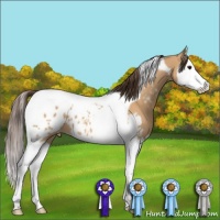 Horse Color:Bay Dun Splash Tobiano Appaloosa 