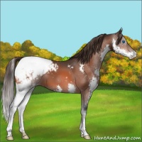 Horse Color:Bay Splash Appaloosa