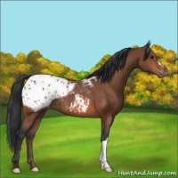 Horse Color:Bay Appaloosa 