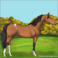 Horse Color:Bay Appaloosa