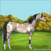 Horse Color:White Spotted Bay Dun 