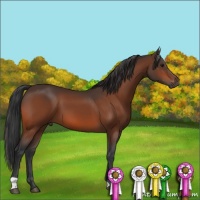 Horse Color:Bay 
