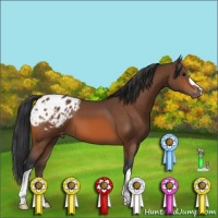 Horse Color:Bay Appaloosa