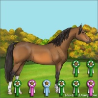 Horse Color:Buckskin 