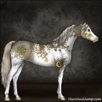 Horse Color:White Spotted Chocolate Palomino Mushroom Sabino 