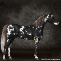 Horse Color:White Spotted Liver Chestnut Ice