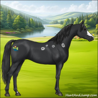 Horse Color:Black 