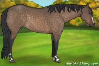 Horse Color:Brown Dun Sabino 