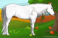 Horse Color:Brown Sabino Appaloosa
