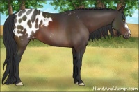 Horse Color:Brown Appaloosa