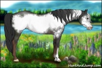 Horse Color:Liver Chestnut Frame Appaloosa 