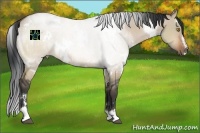Horse Color:White Spotted Bay Dun Sabino 