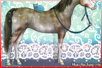 Horse Color:Plaid  Bay Onyx Sabino 