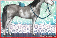 Horse Color:Grullo Ice Sabino Splash 