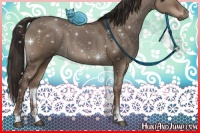 Horse Color:Liver Red Dun Sabino