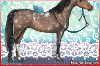 Horse Color:White Spotted Brown Dun 