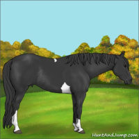 Horse Color:Black Tobiano Rabicano
