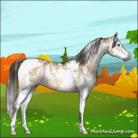 Horse Color:Gray White Spotted Brown Pearl Dun Splash Tobiano Brindle