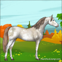 Horse Color:Gray White Spotted Chocolate Palomino Ice Pearl Dun Splash Brindle