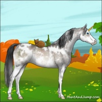 Horse Color:White Spotted Brown Ice Dun Mushroom Splash Brindle 